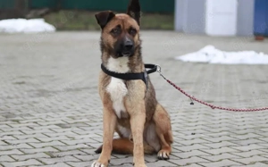 Schenkst du Branko ein neues Leben? Bild 5