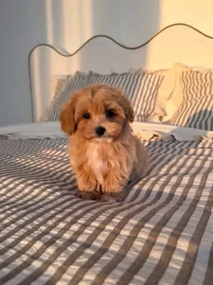 Maltipoo verfügbare Welpen