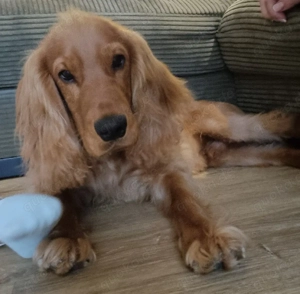 Endlich Cocker Spaniel 6 Monate Alt 