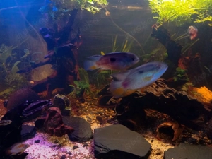 Gelblippen Buntbarsch 