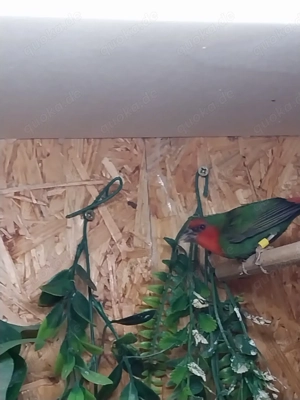 Rotköpfige Papageiamadinen abzugeben 