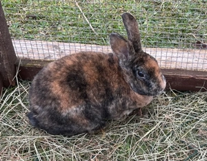 Zwergkaninchen, Männchen, Widdermix, Kaninchen kastriert, Kastrat Bild 6