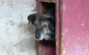 Liebevolles Zuhause gesucht für den schüchternen Dingo Bild 4