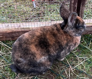 Zwergkaninchen, Männchen, Widdermix, Kaninchen kastriert, Kastrat Bild 5