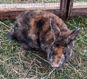 Zwergkaninchen, Männchen, Widdermix, Kaninchen kastriert, Kastrat Bild 7