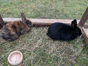 Zwergkaninchen, Männchen, Widdermix, Kaninchen kastriert, Kastrat Bild 8