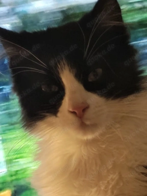  Suche Kater oder Katze gerne Jung