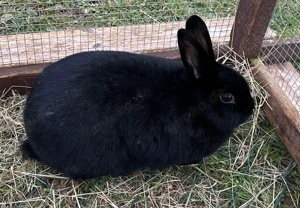 Zwergkaninchen, Kaninchen Weibchen