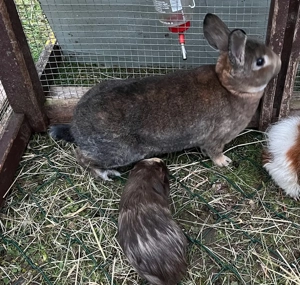 Zwergkaninchen, Kaninchen Weibchen