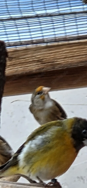 Mischling Stieglitz x Kanarien 2025 Weibchen 