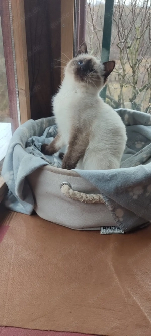  BKH  Seal  Point  Mädchen ! reinrassig 