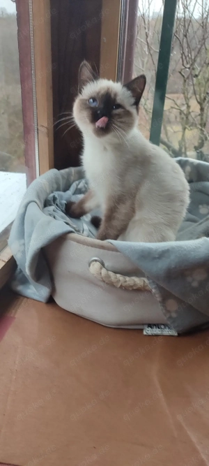  BKH  Seal  Point  Mädchen ! reinrassig 