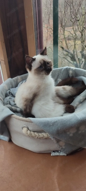  BKH  Seal  Point ! Prinzessin ! Reinrassig  Bild 7