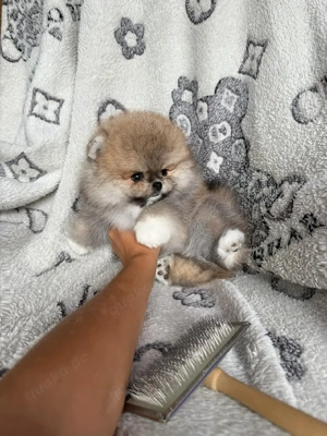 Pomeranian-Welpen zur Adoption