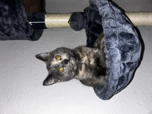 Zuhause für zwei Katzen gesucht