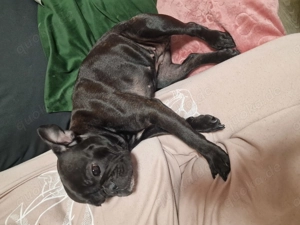Französische Bulldogge  Bild 2