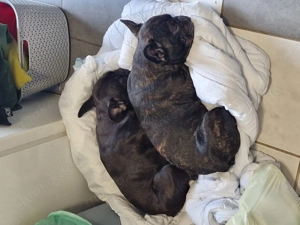Französische Bulldogge  Bild 3
