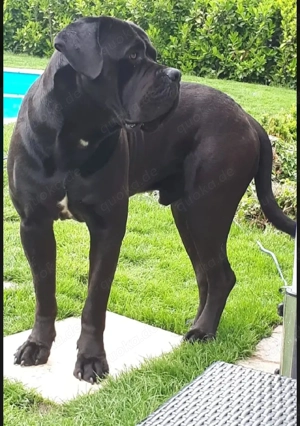 Cane corso Rüde 1jahr 