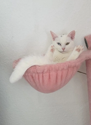 BKH EKH Mix Katze  Luzi  in liebevolle Hände abzugeben