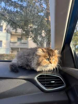 BKH BLH seltene Farbe Golden Shaded