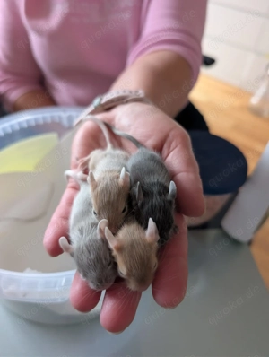 4 Degu Babys geb. 08.02.2026, hell, grau, braun & anthrazit