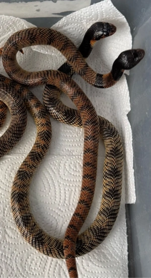 Aspidelaps lubricus cowlesi 2.1 NZ   Cowles Korallenschlange   Elapidae