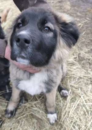 Kangal Bucovino Mix weibchen