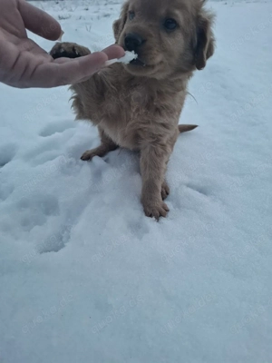 Golden Retriever Mischlings Welpen 