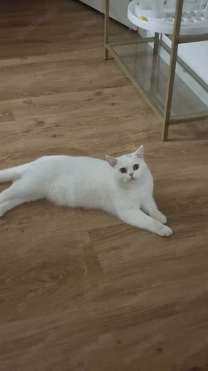 Britisch kurz haar Kater 