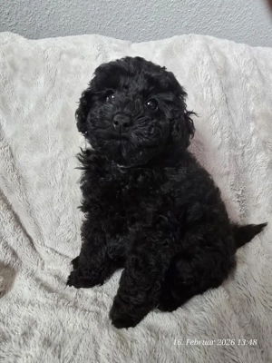 Süßer Pudel Rüde sucht ein neues zu Hause