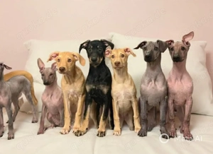 Perro sin pelo del Peru Welpen suchen liebevolles Zuhause