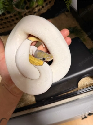 Mojave Piebald Ghost   pos. het Ultramel inkl. komplettem Terrarium (91x46x46 cm)