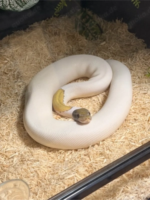 Mojave Piebald Ghost   pos. het Ultramel inkl. komplettem Terrarium (91x46x46 cm)