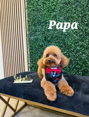 5 Süße Maltipoo Rüden  Bild 4