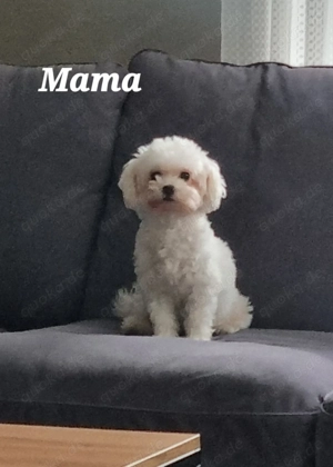 5 Süße Maltipoo Rüden  Bild 3