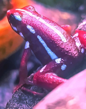 Suche Epipedobates anthonyi Rio Saladillo blau Hannover 