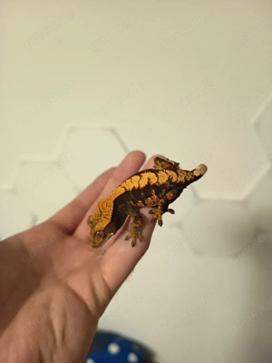 1.0. Correlophus ciliatus Kronengecko abzugeben 100