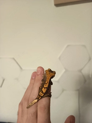 0.1. Correlophus ciliatus Kronengecko abzugeben 70 