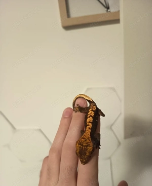 0.1. Correlophus ciliatus Kronengecko 70 