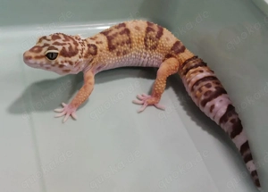 Leopardgecko Jungtiere aus diesem Jahr 