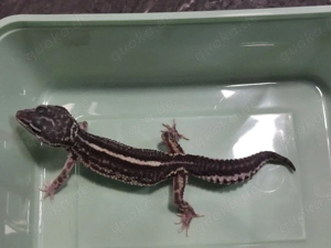 Black Night MS het Eclipse Weibchen