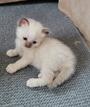 Wurfankündigung (Heilige-Birma) 