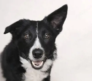 Marly, BorderColli Mix - eine sensible, vorsichtige Hündin, die ein hundeerfahrenes Zuhause braucht.