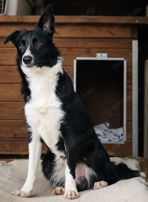 Marly, BorderColli Mix - eine sensible, vorsichtige Hündin, die ein hundeerfahrenes Zuhause braucht. Bild 5