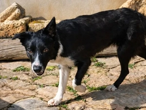 Marly, BorderColli Mix - eine sensible, vorsichtige Hündin, die ein hundeerfahrenes Zuhause braucht. Bild 3