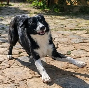 Marly, BorderColli Mix - eine sensible, vorsichtige Hündin, die ein hundeerfahrenes Zuhause braucht. Bild 4