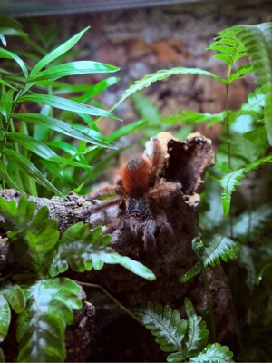 caribena versicolor 0.1? vogelspinne