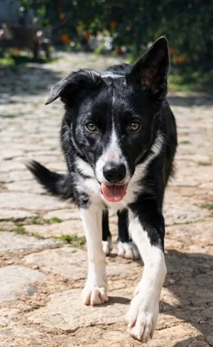 Marly, BorderColli Mix - eine sensible, vorsichtige Hündin, die ein hundeerfahrenes Zuhause braucht. Bild 10