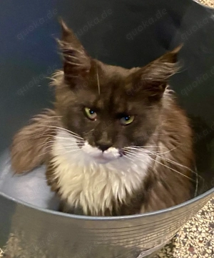 Maine Coon Kater   Smoke mit Weiß   XXL Linie   geb. 24.02.2025