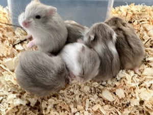 Campbell Zwerghamster Bild 7